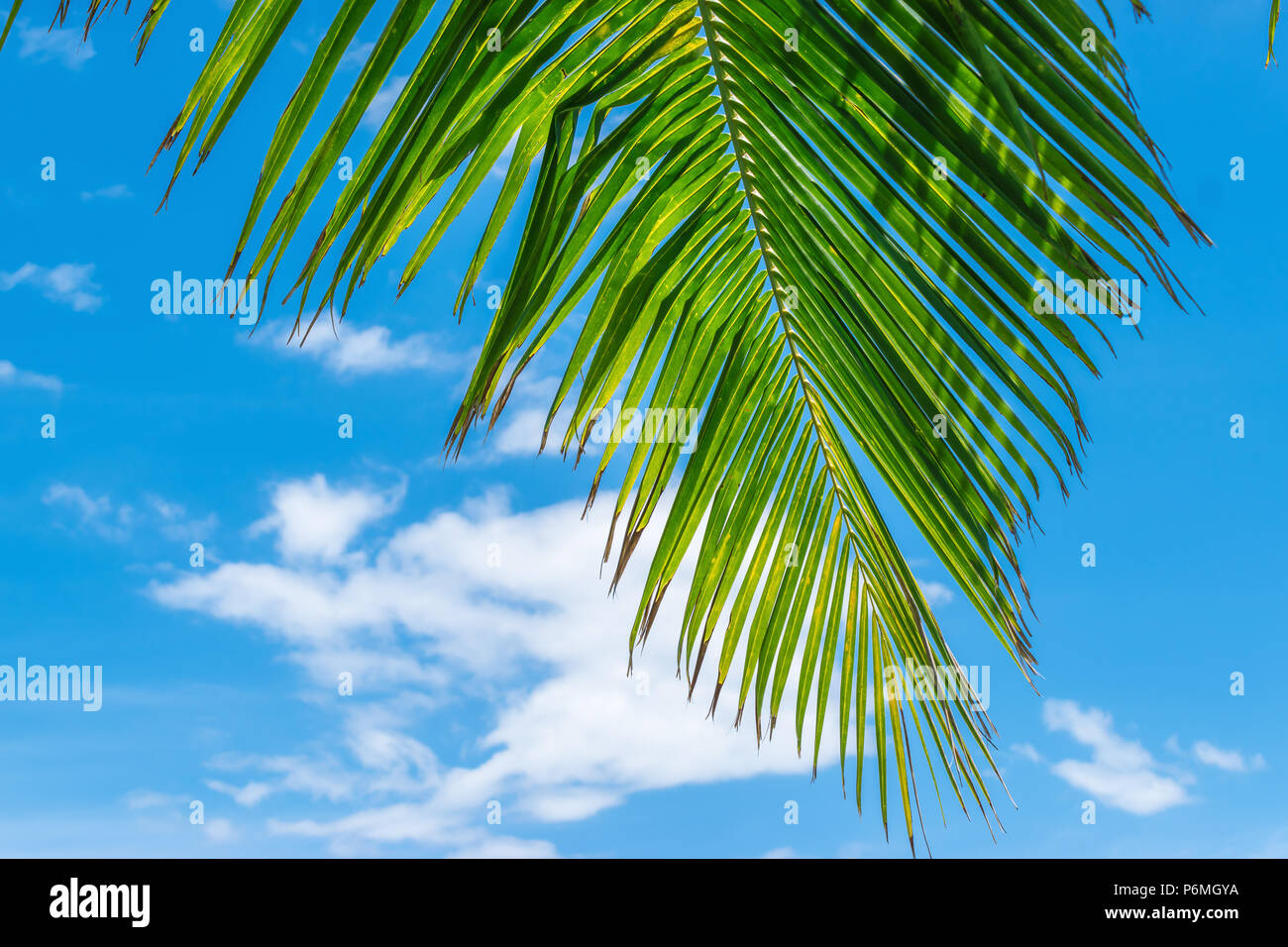 Palm leaf against blue sky background Stock Photo - Alamy