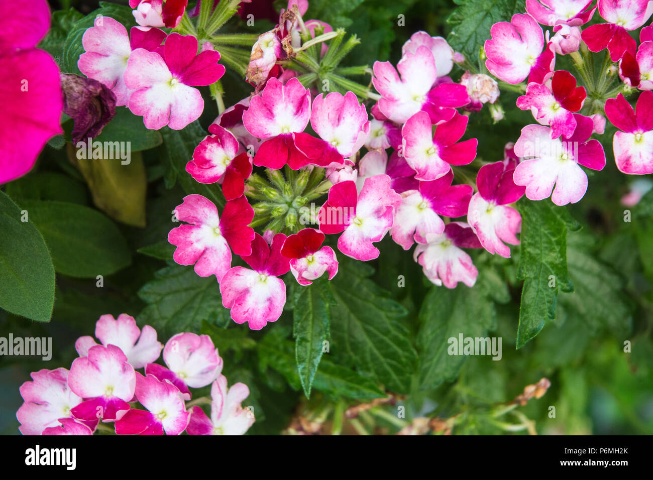 New growth adds variety of color to these plants Stock Photo - Alamy