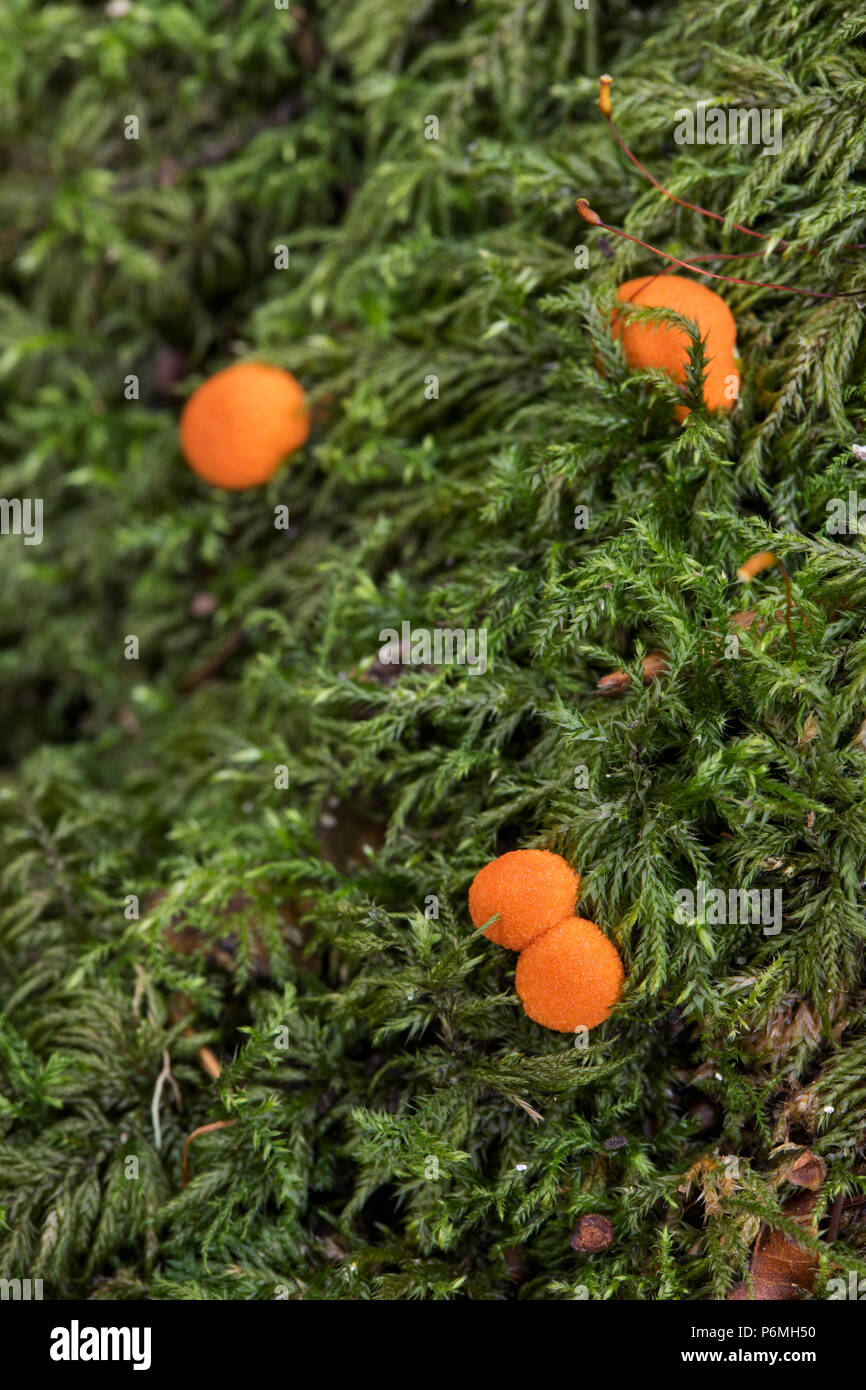 Common Jelly Spot Fungus; Dacrymyces stillatus Cornwall; UK Stock Photo