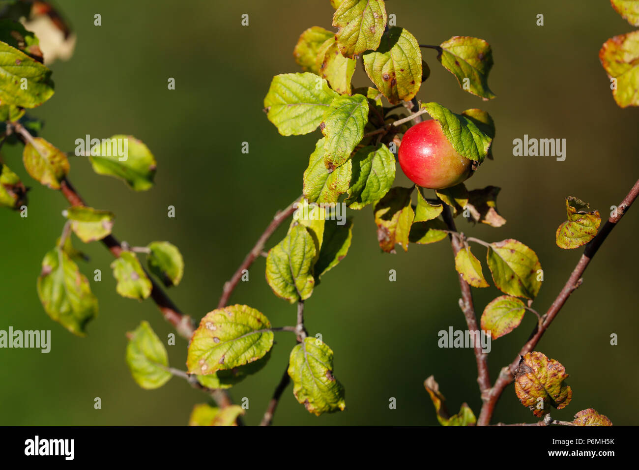Crab Apples; Fruits; Cornwall; UK Stock Photo Alamy