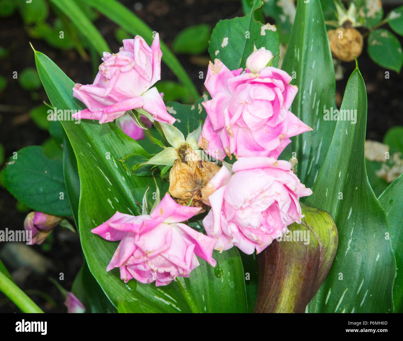 Decomposing Roses Decaying roses hi-res stock photography and images - Alamy