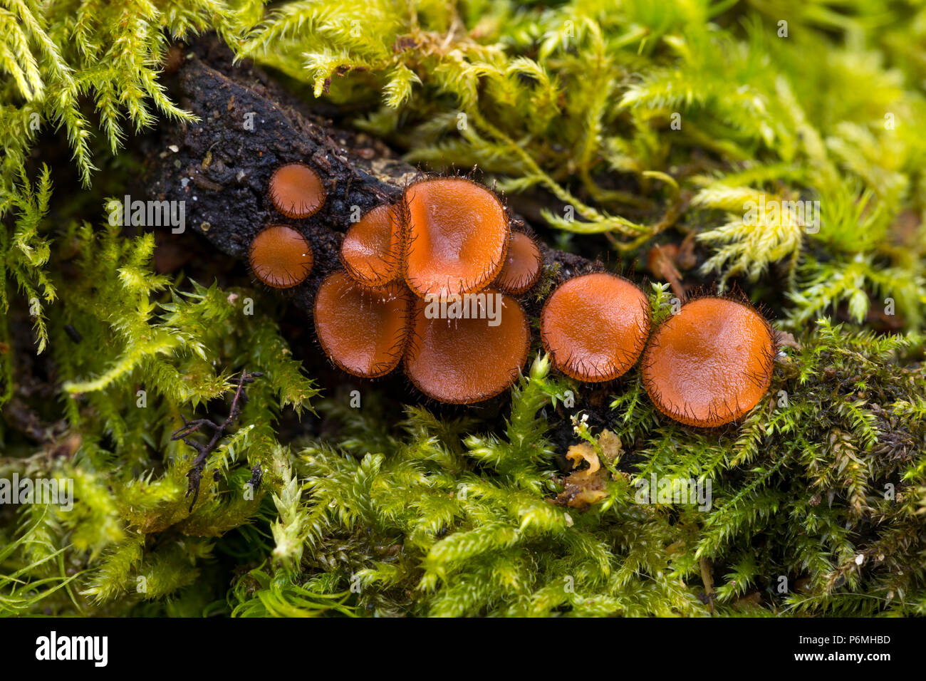 Eyelash Fungus;  Scutellinia scutellata; Cornwall; UK Stock Photo