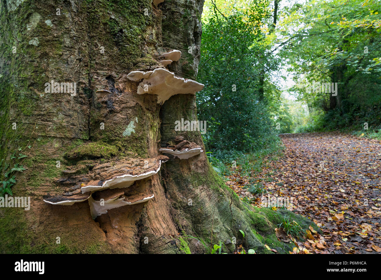 Artist's Fungus; Ganoderma applanatum; Tresillian; Cornwall; UK Stock Photo