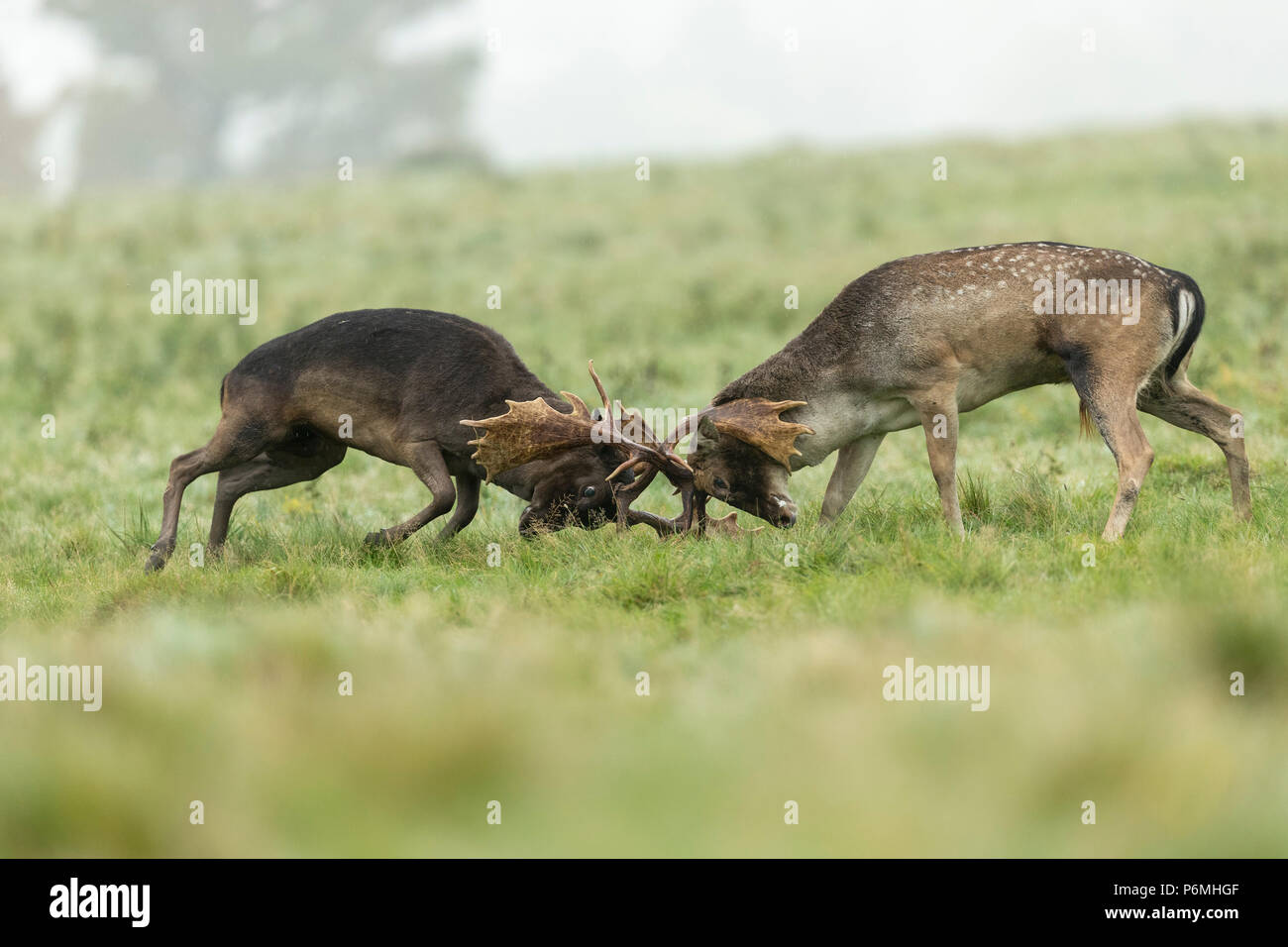 Fallow Deer; Dama dama Two; Bucks Rutting;  London; UK Stock Photo