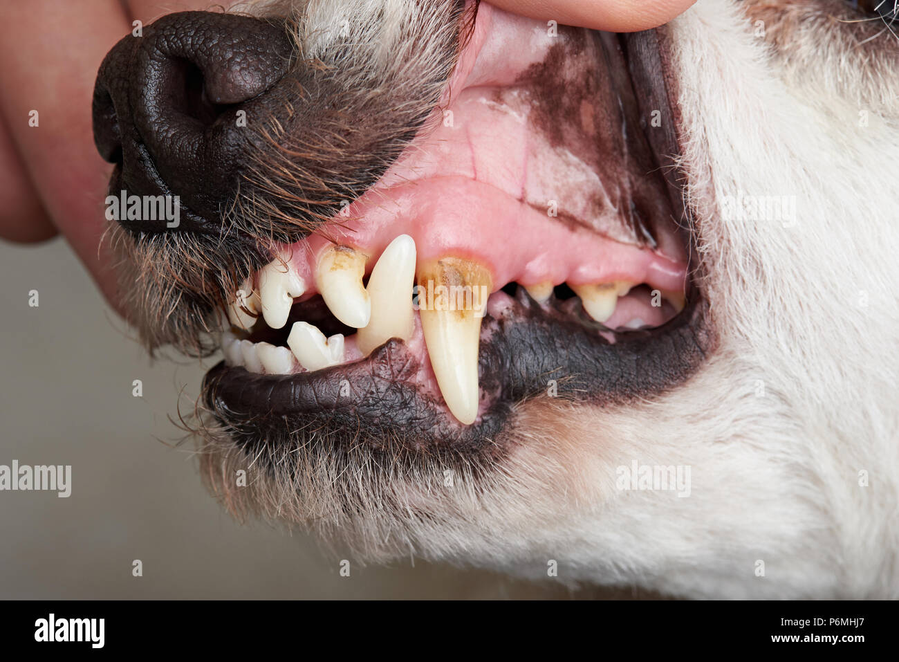 Care of dog teeth closeup. Macro of open dog mouth Stock Photo Alamy