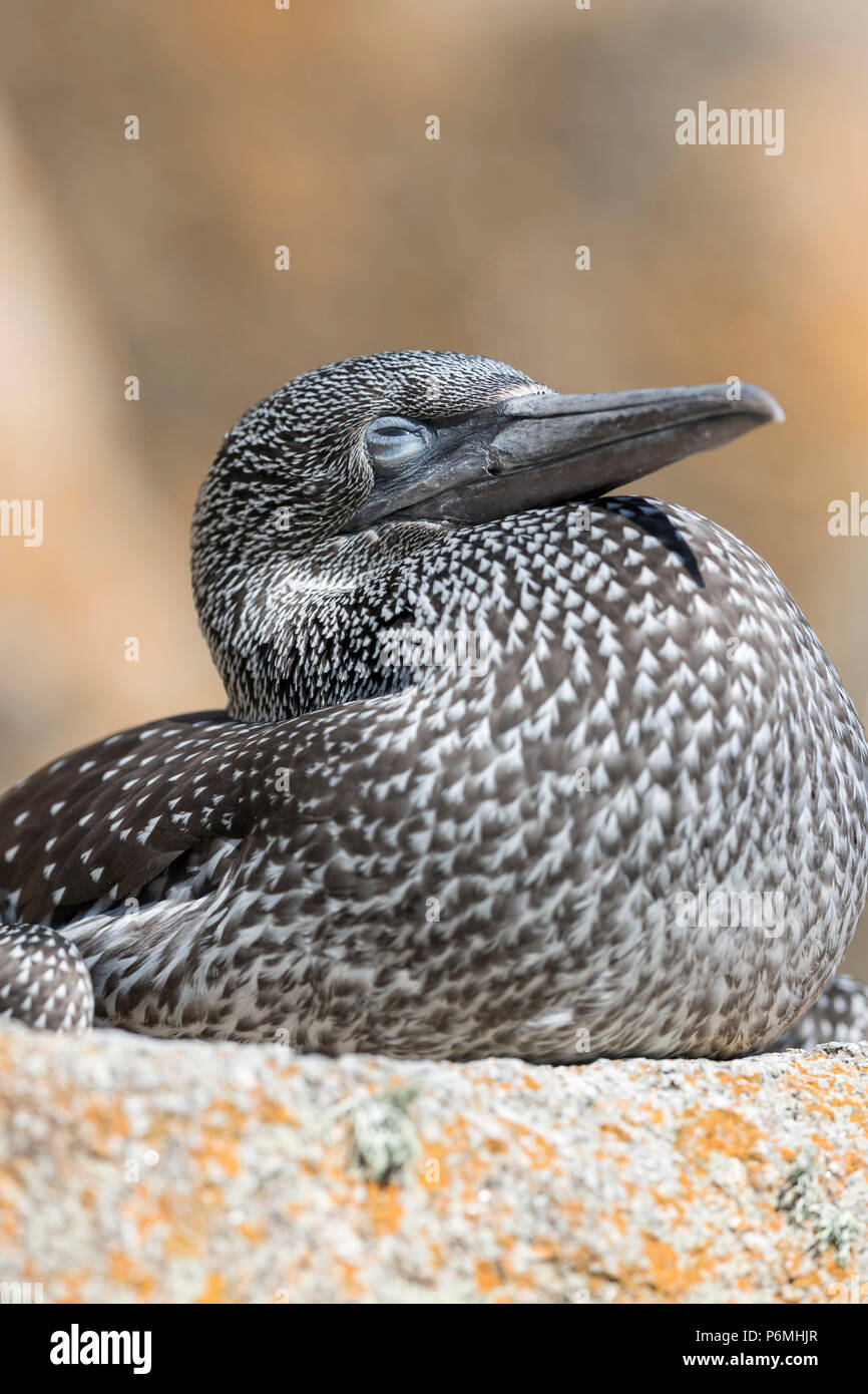 Gannet; Morus bassanus Single Young Cornwall; UK Stock Photo