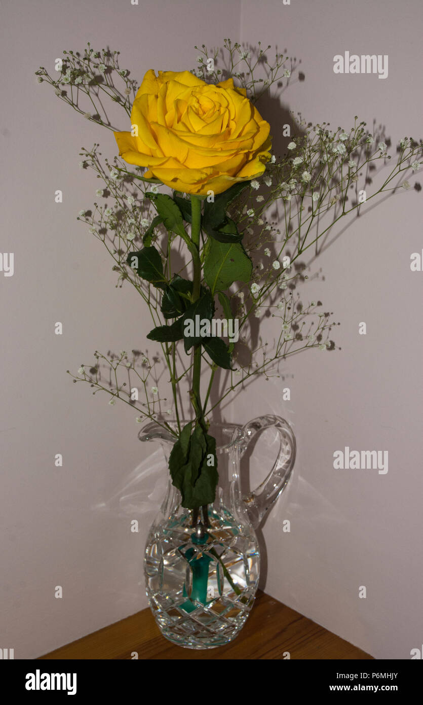 Long stem rose hi-res stock photography and images - Alamy
