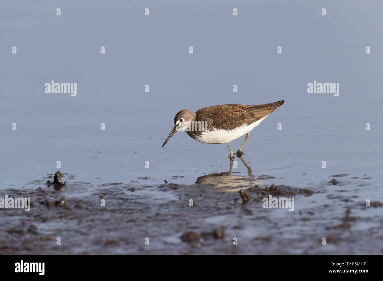 Green Sandpiper; Tringa ochropus Single Wading Isles of Scilly; UK Stock Photo