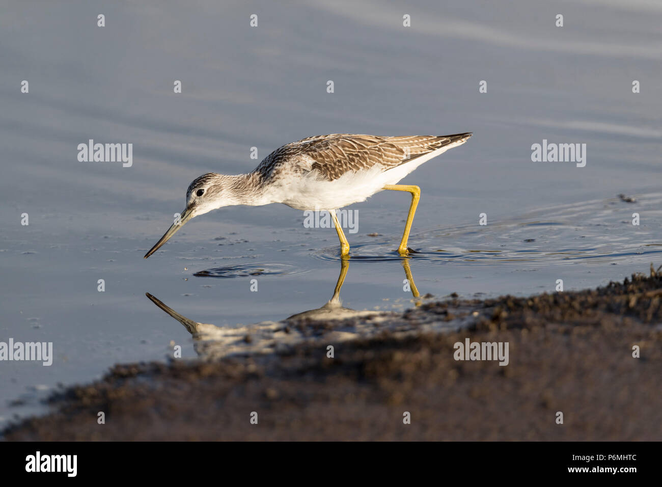 Greenshank; Tringa nebularia Single Wading Isles of Scilly; UK Stock Photo