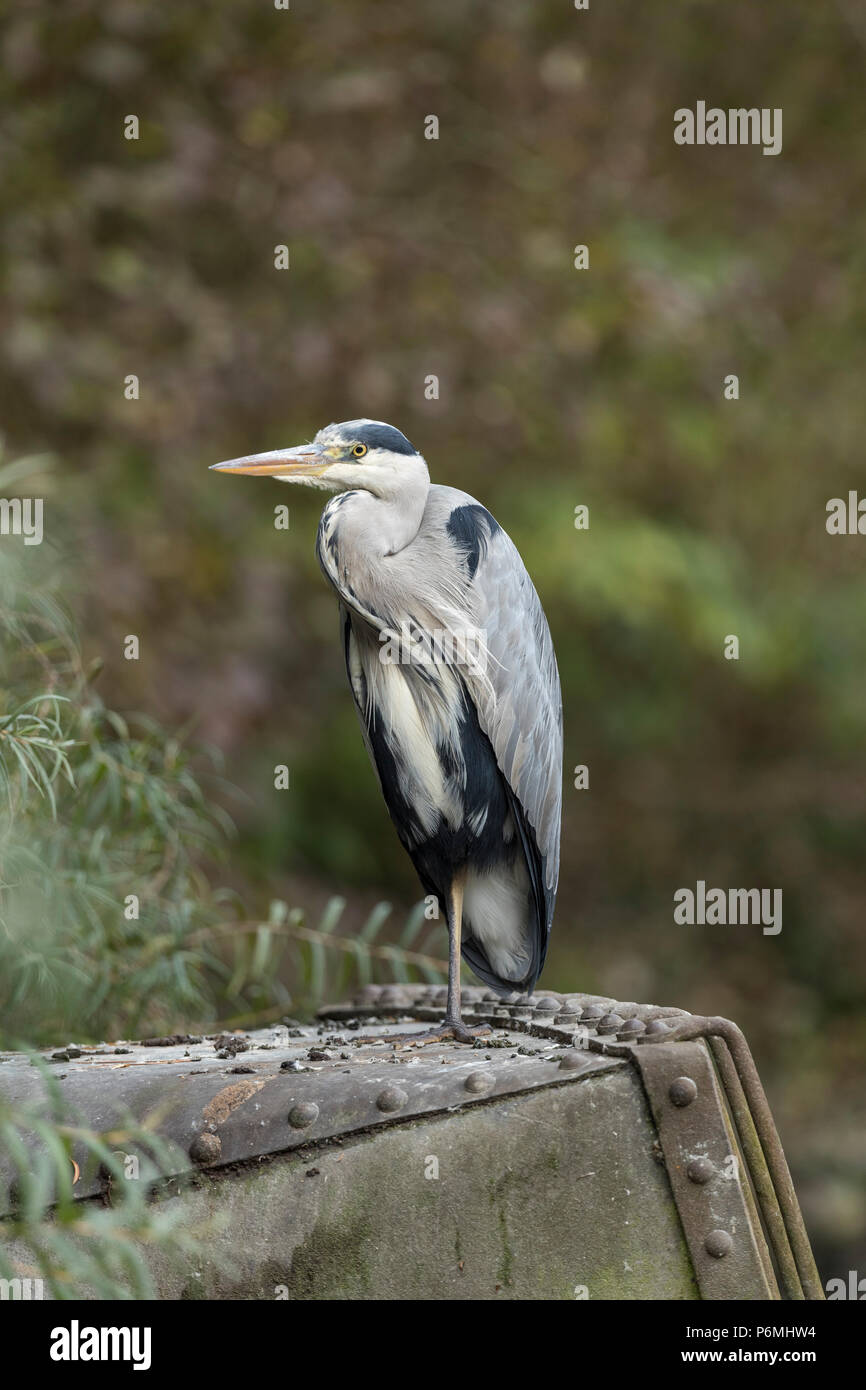 Grey Heron; Ardea cinerea London; UK Stock Photo