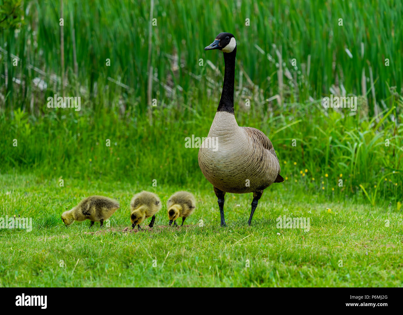Canada goose and goslings. Stock Photo