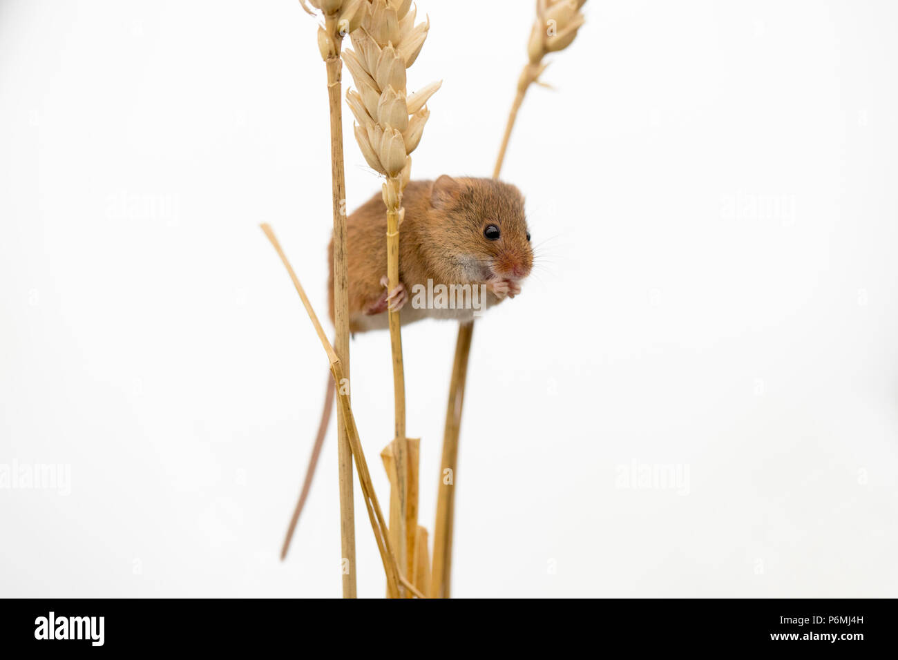 Mouse eating corn hi-res stock photography and images - Alamy