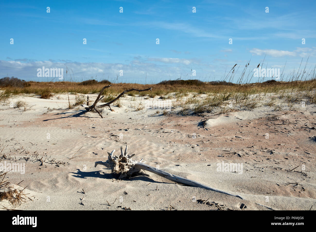 Driftwood on the beach, Amelia Island, Florida Stock Photo
