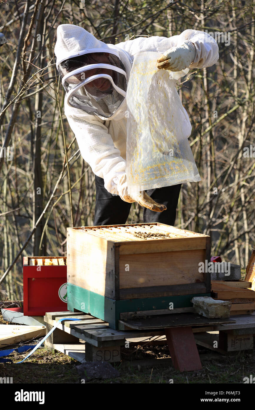 Berlin, Germany - beekeeper controls one of his bee colonies Stock Photo