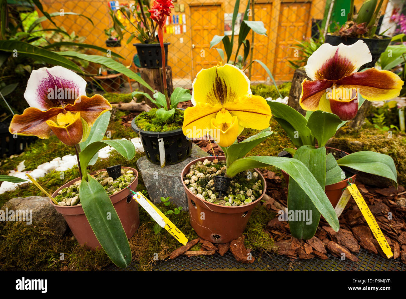 Colorful Orchid flowers at Finca Dracula, Cerro Punta, Chiriqui province, Republic of Panama. Stock Photo