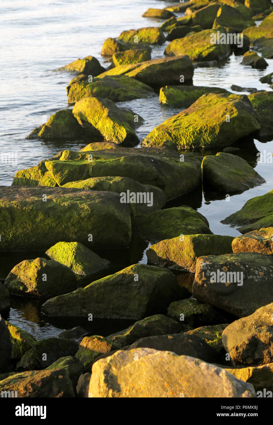 Warnemuende, rocks with green algae in the water Stock Photo