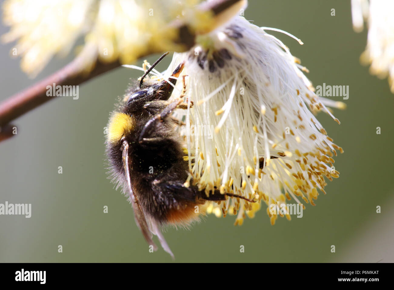 Hovmantorp, Sweden, meadow bumblebee collects pollen from a flowering willow pot of the willow Stock Photo