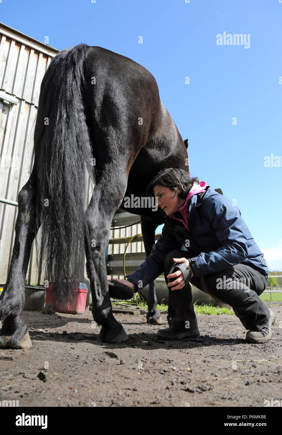 Melbeck, a woman brushing a hind leg of her horse Stock Photo