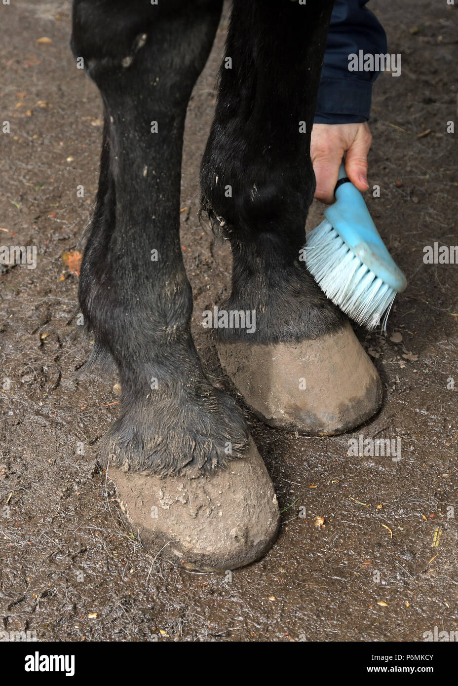 Melbeck, Barhuf is freed from dirt with a brush Stock Photo