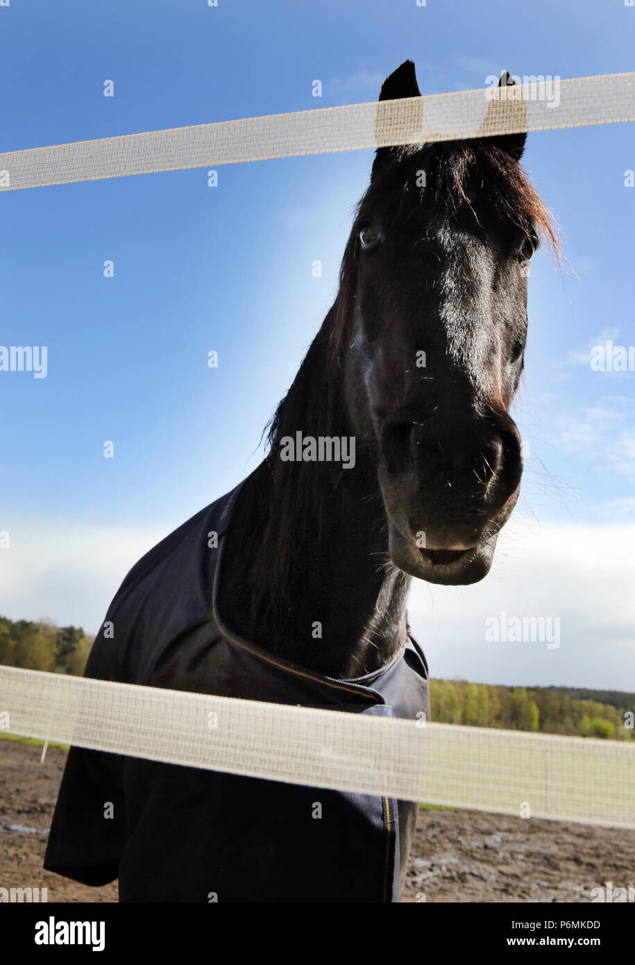 Melbeck, horse doest and let the lower lip hang Stock Photo