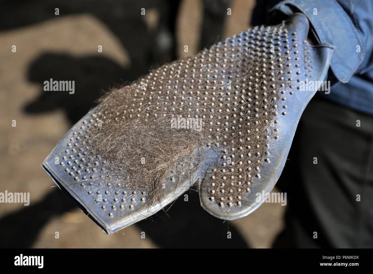 Melbeck, hair of a horse on a rubber glove Stock Photo