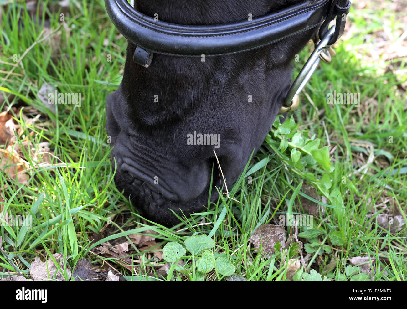 Melbeck, close-up, horse eats fresh grass off the beaten track during a ride Stock Photo