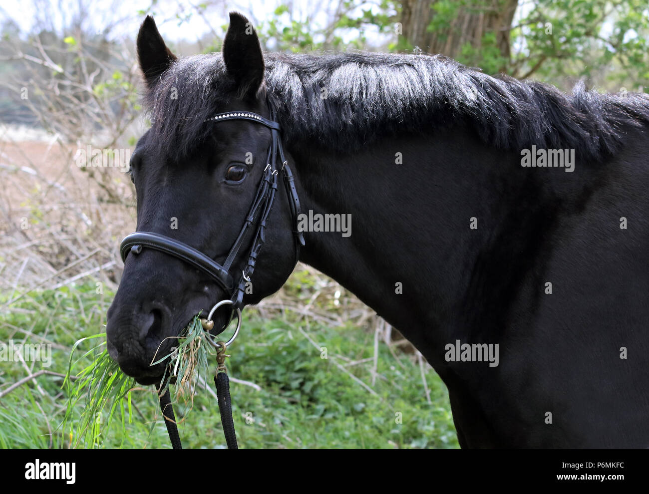Melbeck, horse eats fresh grass from the roadside during a ride Stock Photo