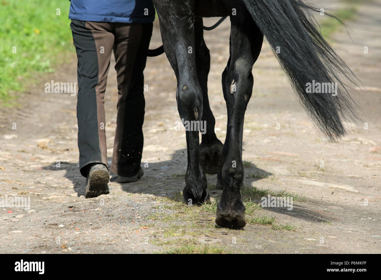 Melbeck, detail, horse is guided Stock Photo