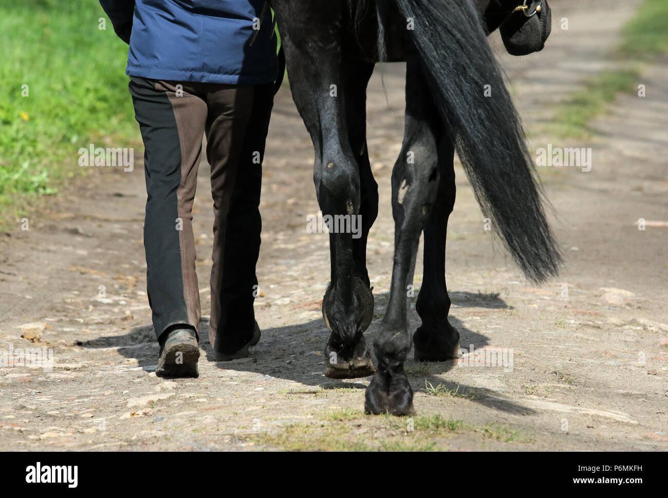 Melbeck, detail, horse is guided Stock Photo