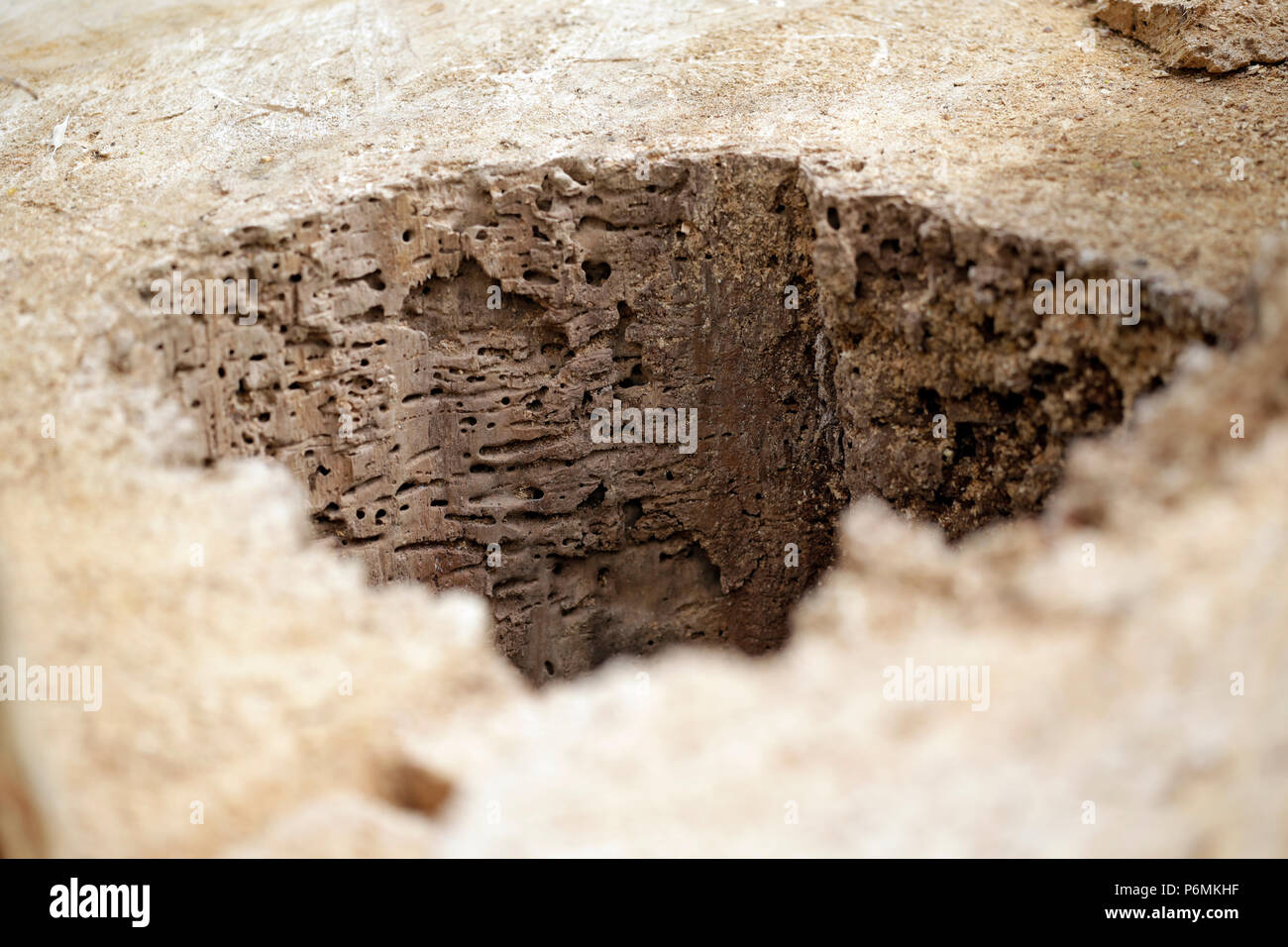 Hoppegarten, Germany - tree trunk with woodworm infestation Stock Photo