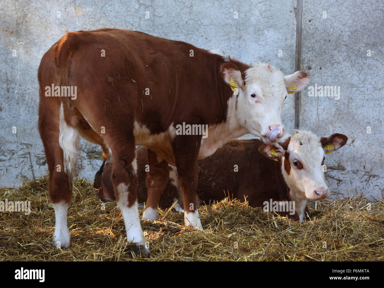 Graditz, Germany - Domestic Cattle Stock Photo
