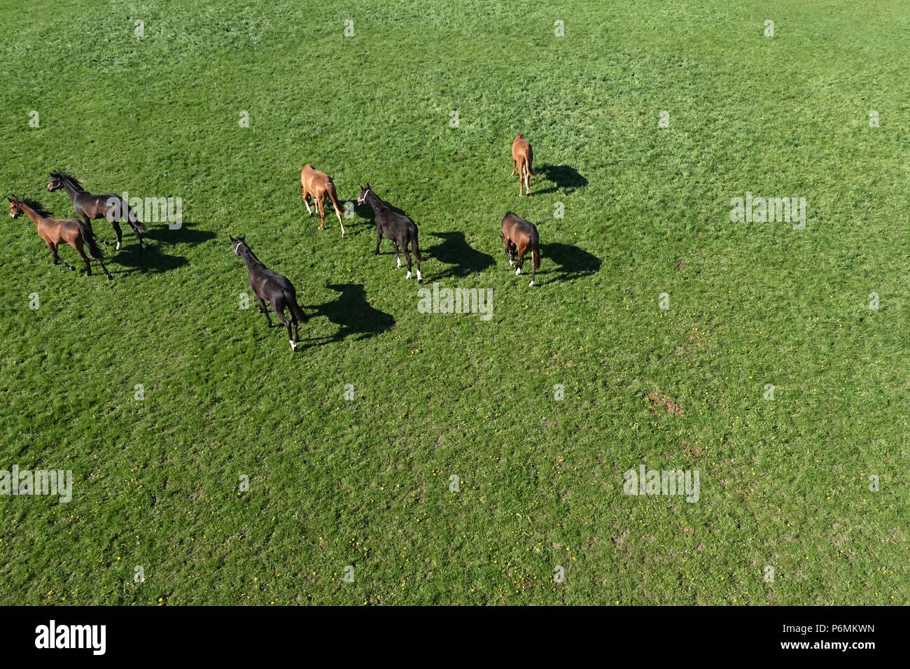 Studded Graditz, bird's-eye view, horses in a pasture Stock Photo