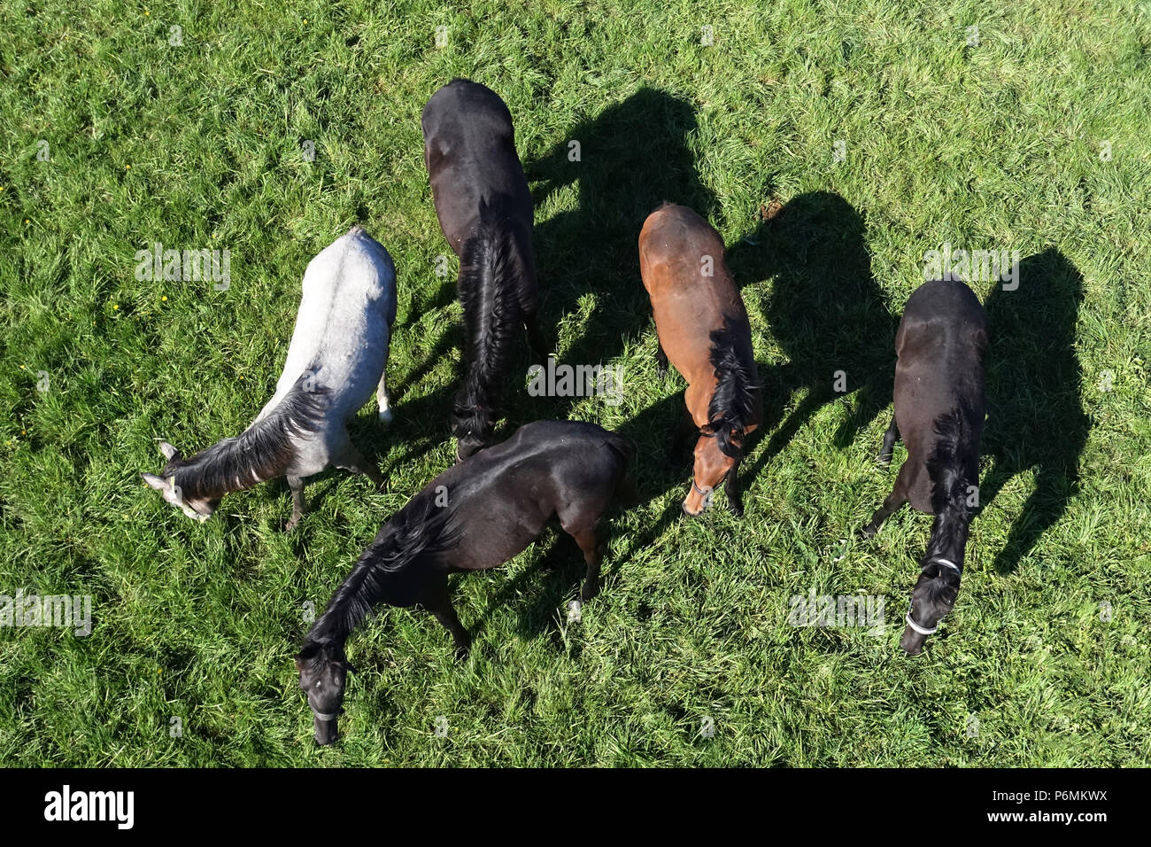 Studded Graditz, bird's-eye view, horses in a pasture Stock Photo