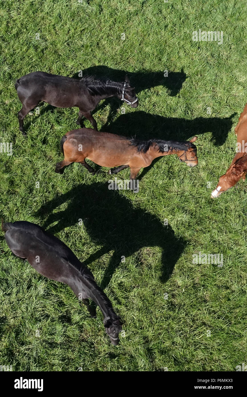 Studded Graditz, bird's-eye view, horses in a pasture Stock Photo