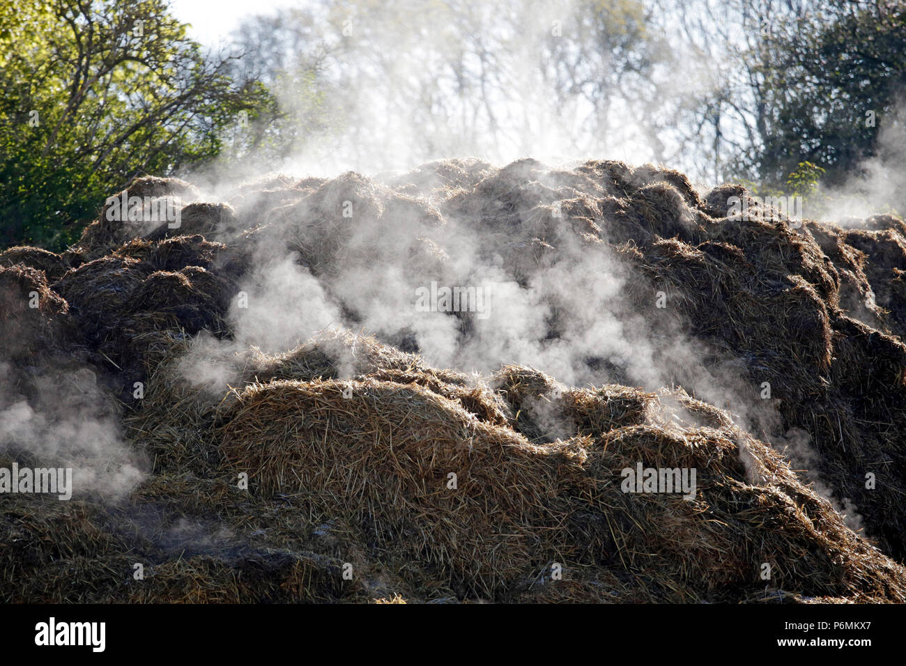 Studied Graditz, dung heap steaming in the back light Stock Photo