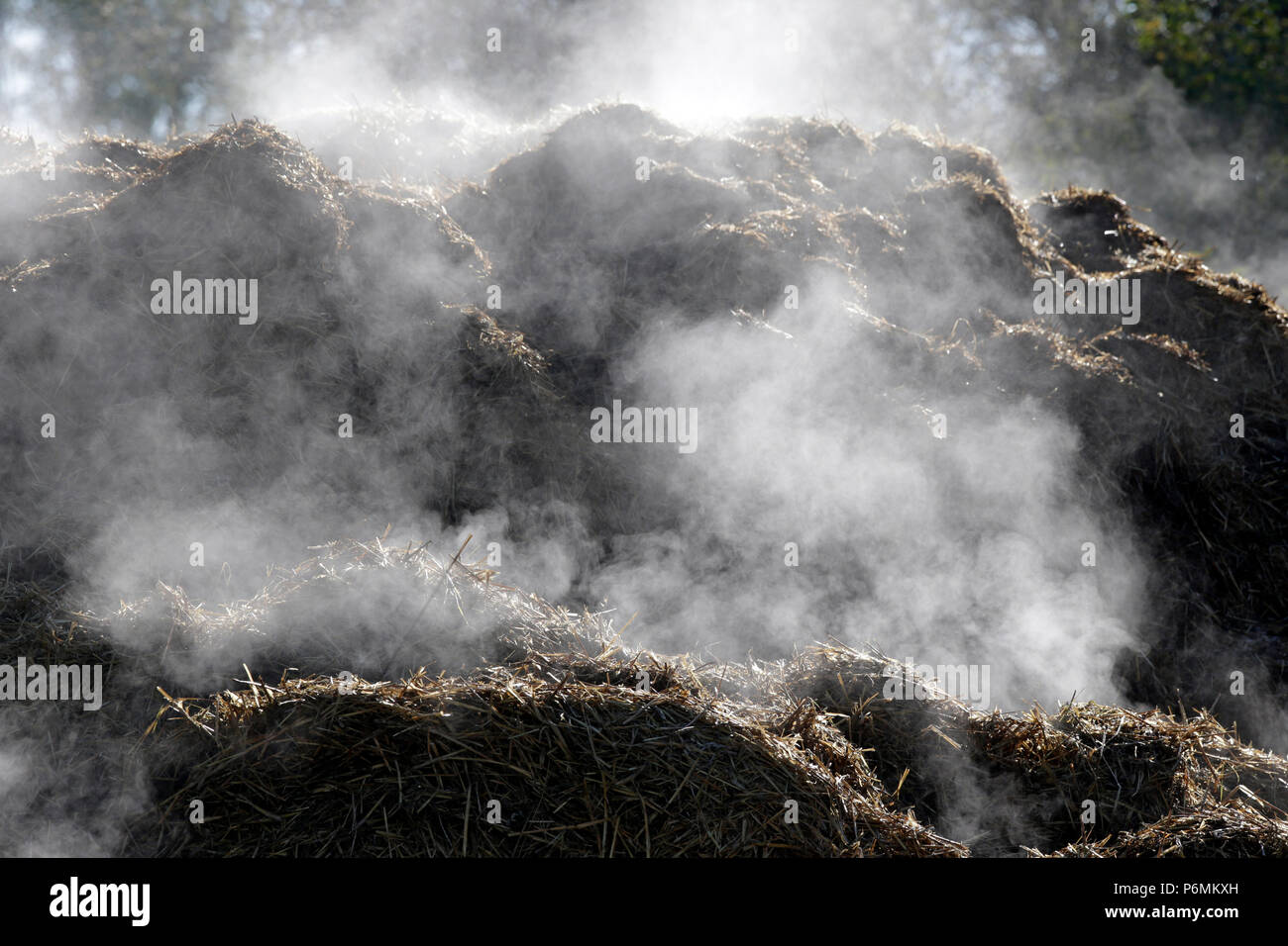 Studied Graditz, dung heap steaming in the back light Stock Photo