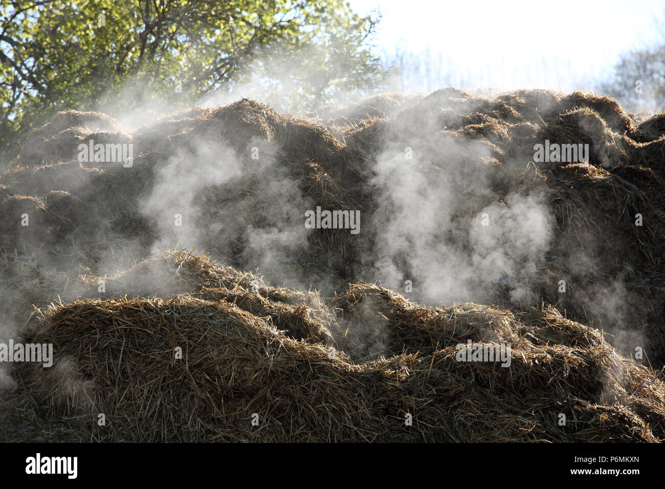 Studied Graditz, dung heap steaming in the back light Stock Photo