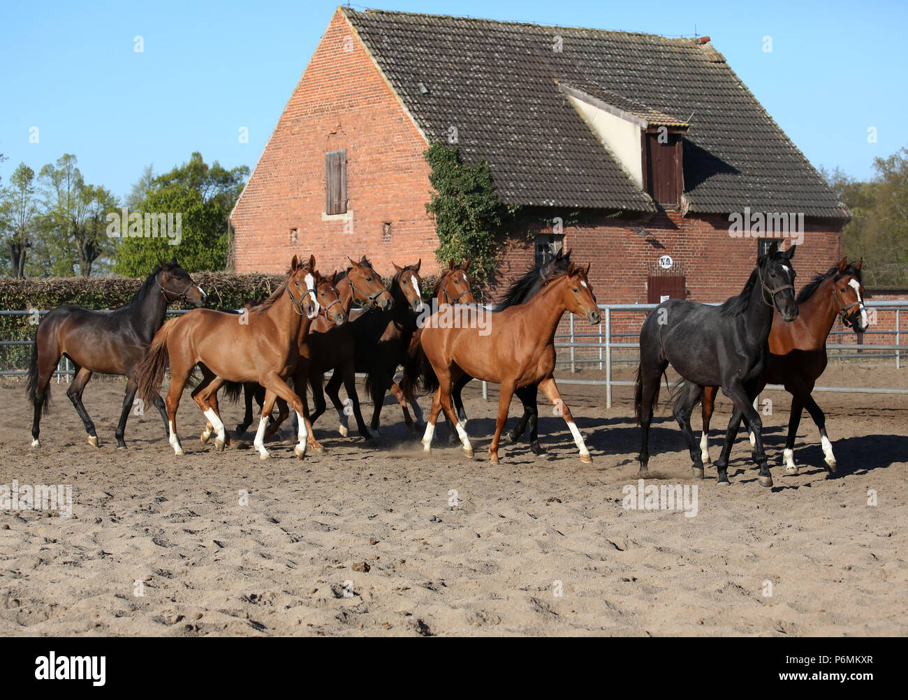Studded Graditz, horses trot over a sand paddock Stock Photo