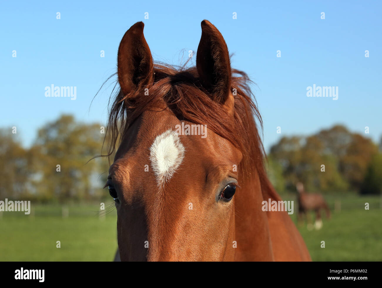 Studied Graditz, eyes and ears of a horse Stock Photo