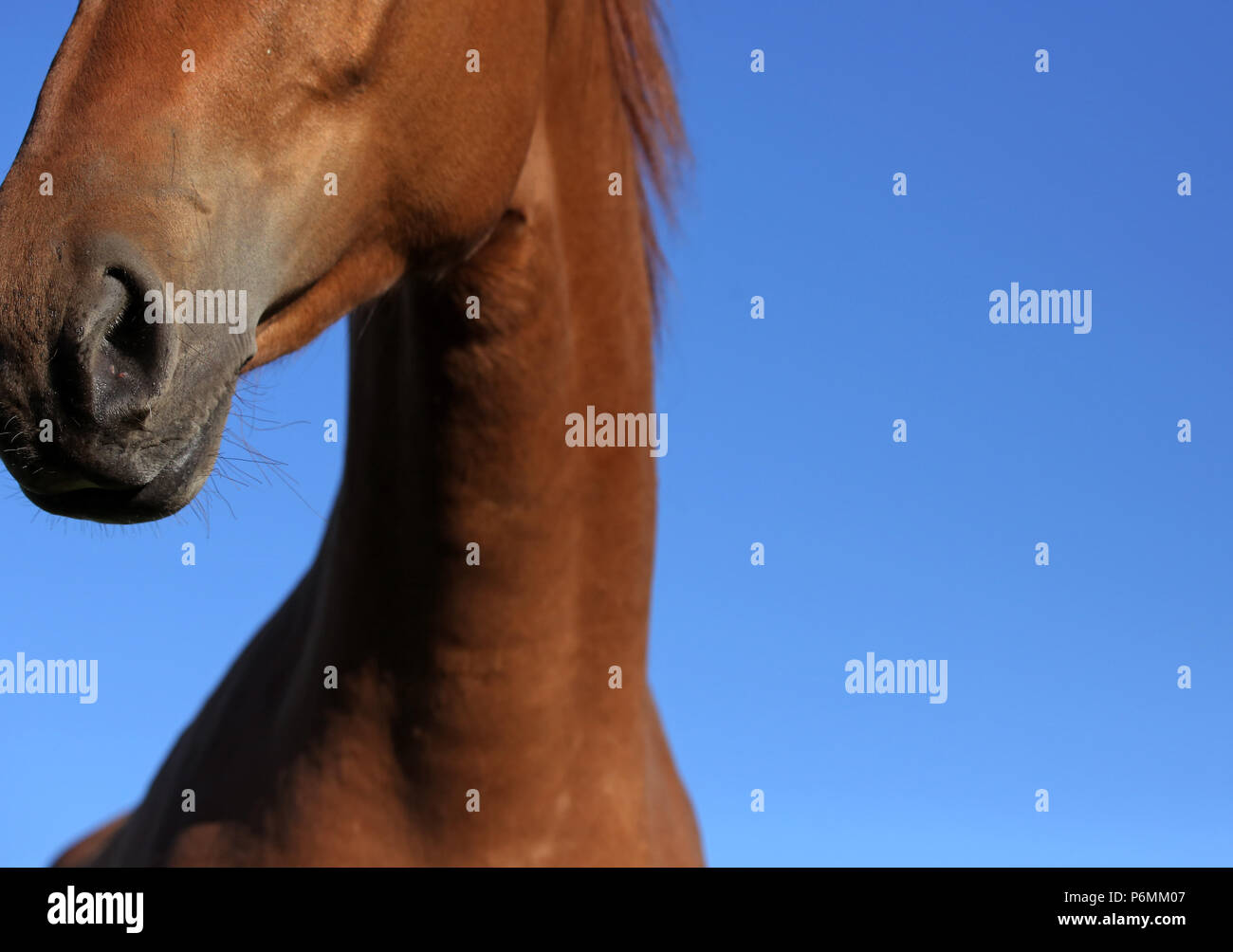 Studded Graditz, Bleed, Nuester of a Horse Stock Photo