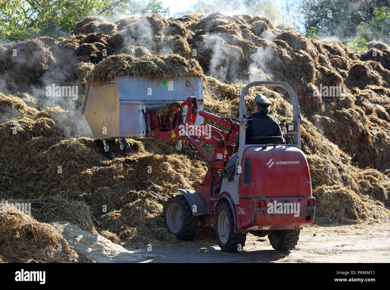 Gestuet Graditz, horse manure is driven in a container to the dung heap Stock Photo