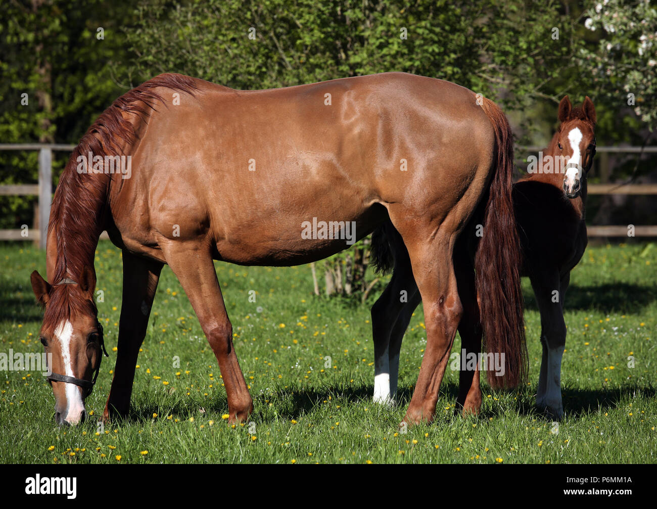 Studded Graditz, foal hides on the paddock behind his mother Stock Photo