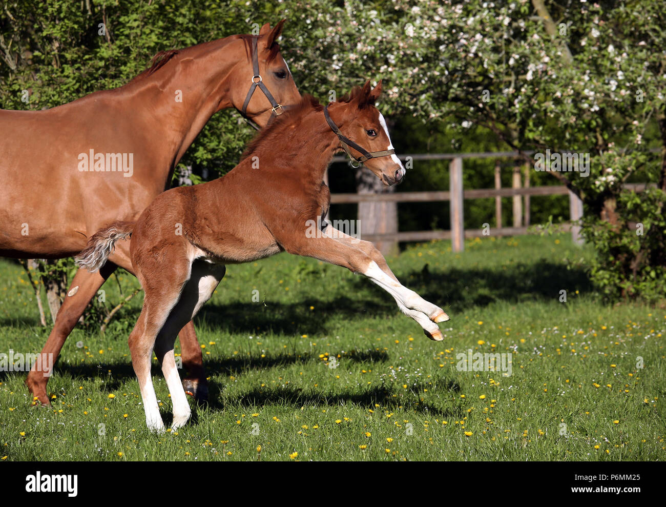 Studded Graditz, foal climbs on a paddock Stock Photo