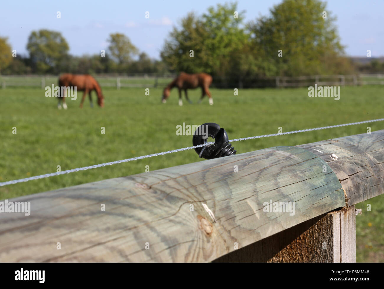 Gestuet Graditz, electric fence secured coupling fence Stock Photo