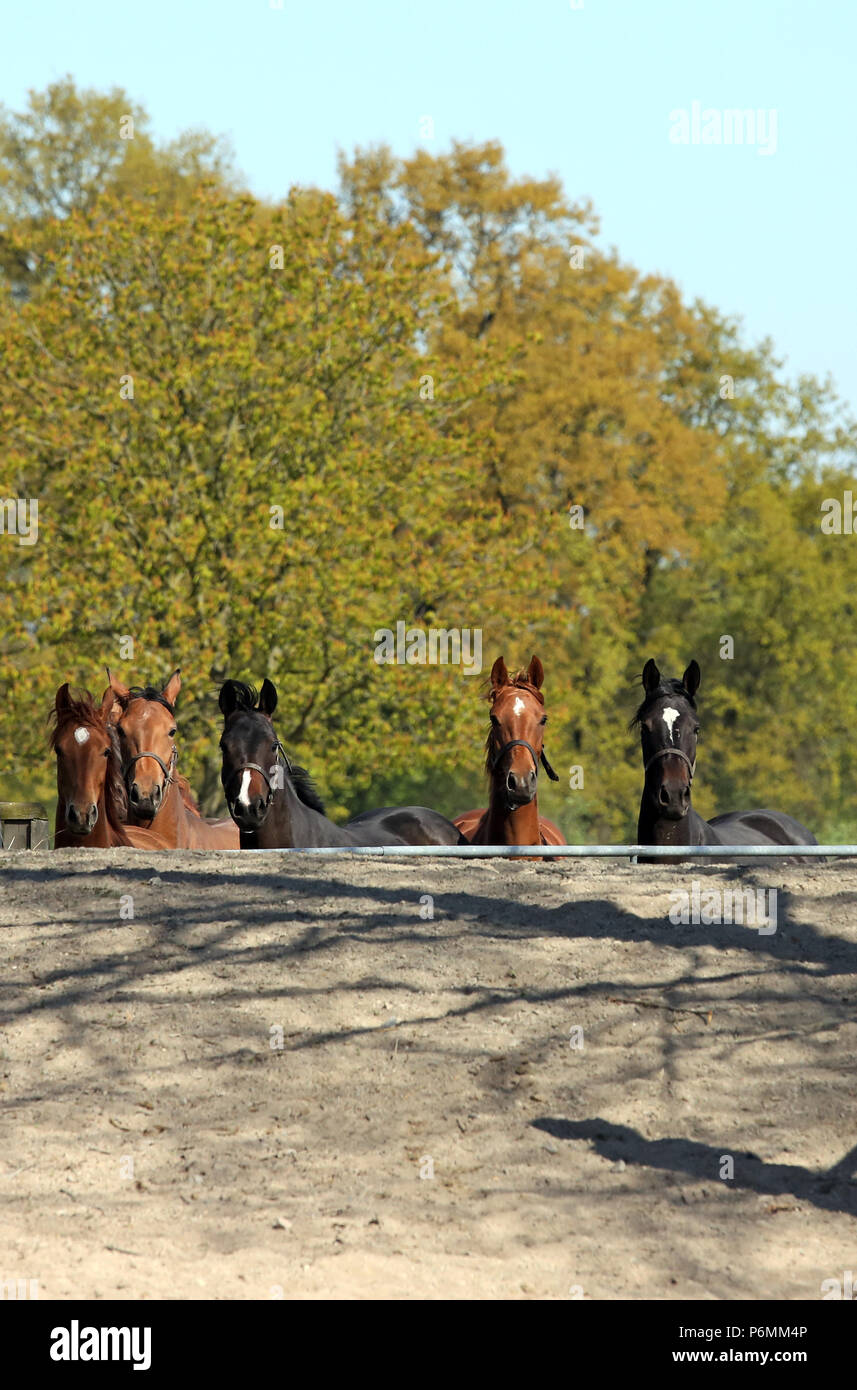 Gesteget Graditz, horses look attentively Stock Photo