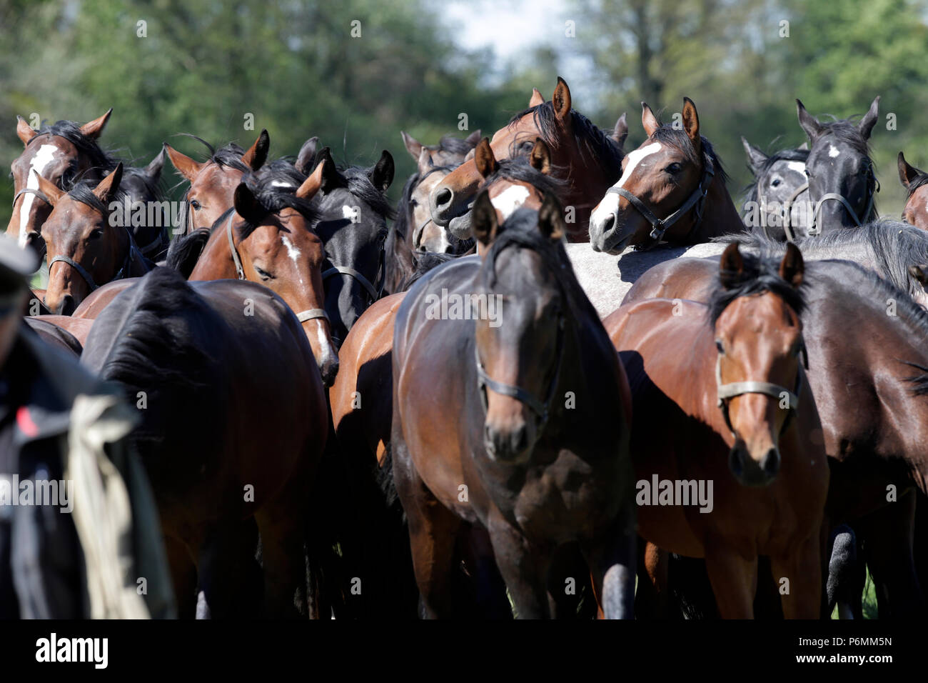 Studded Graditz, herd of horses in step Stock Photo