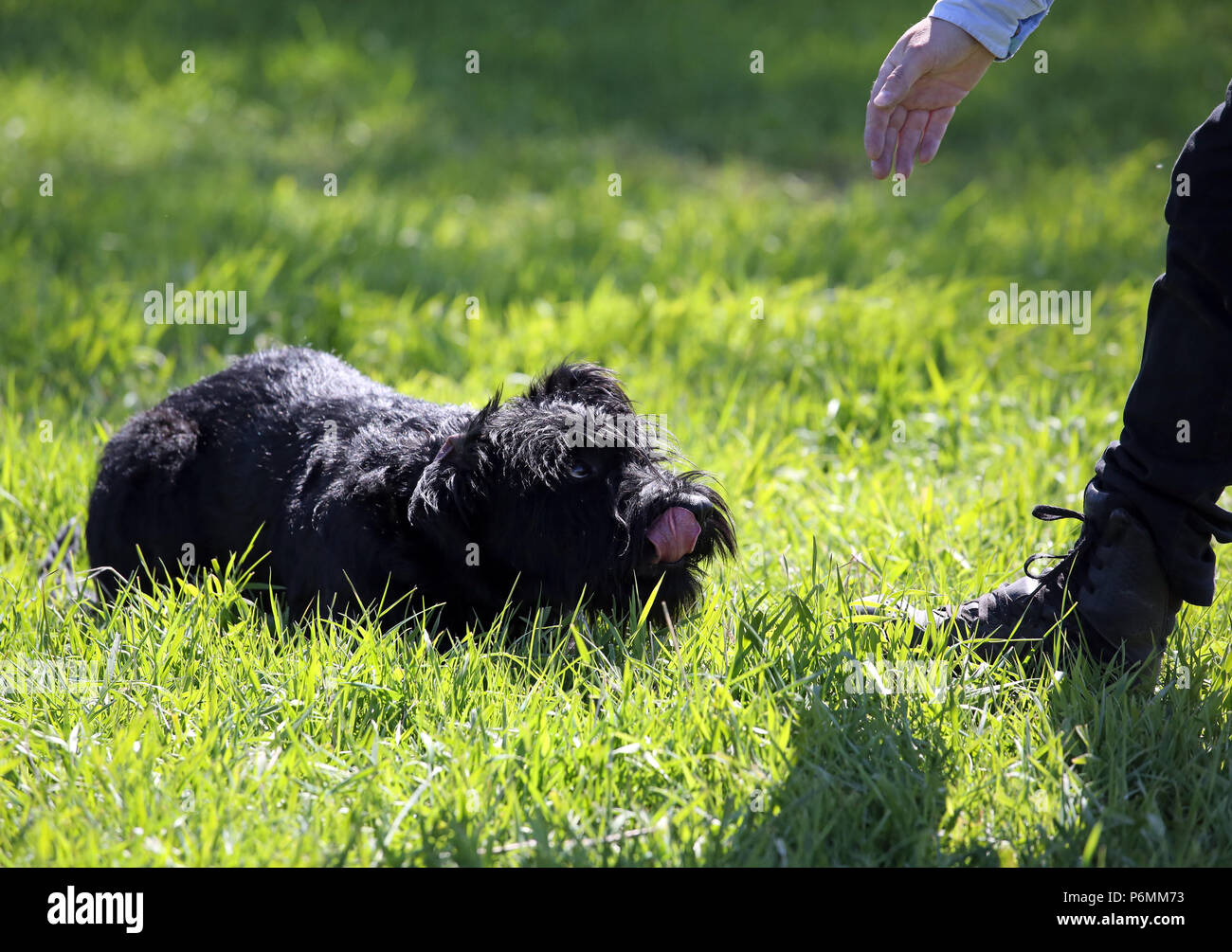 Graditz, Germany - Riesenschnauzer ducks a hand deep in the grass Stock Photo
