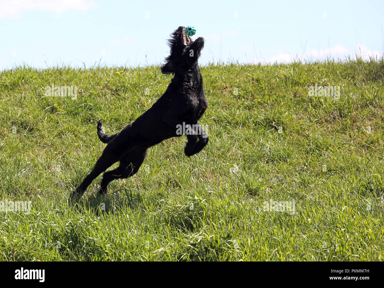 Graditz, Germany - Riesenschnauzer catches a ball Stock Photo