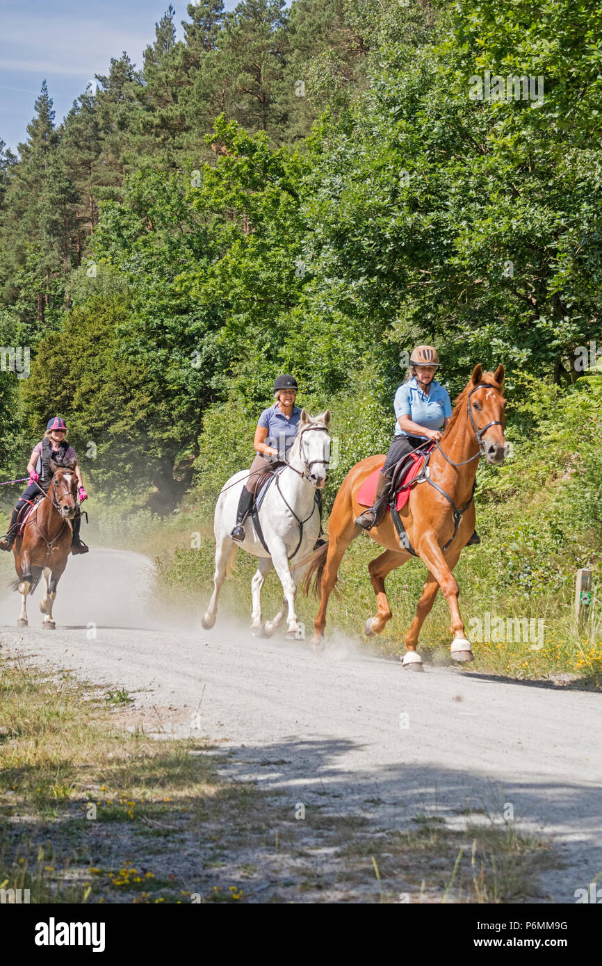 Horse riders on a forest trail, Wyre Forest, England, UK Stock Photo
