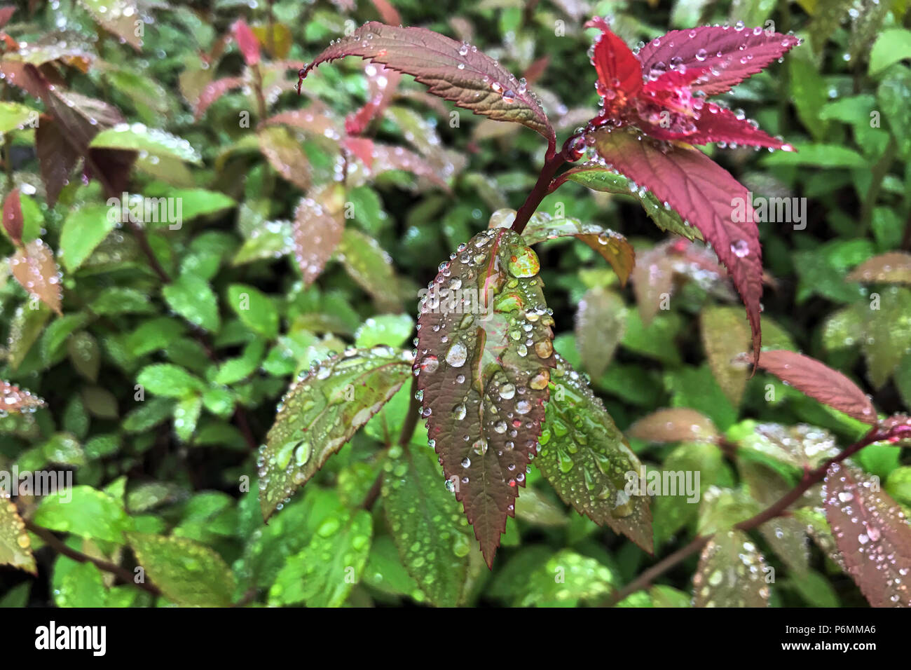 Berlin, leaves with dew drops Stock Photo